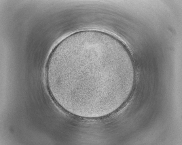 X0000115581517200912221039