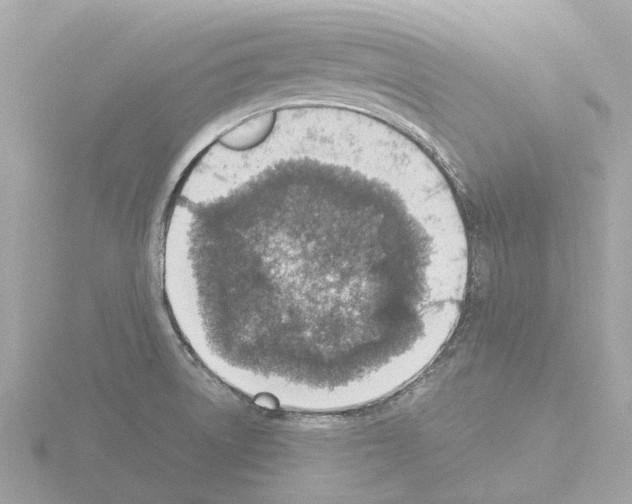 X0000115581522200912221039