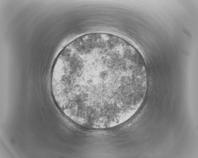 X0000115581525200912221039