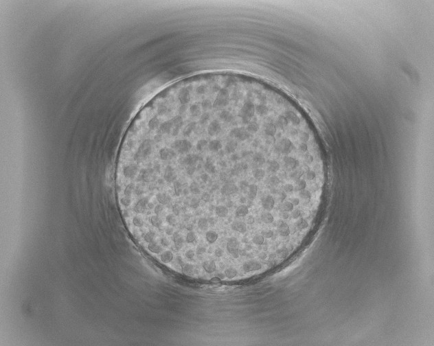 X0000115581529200912221039