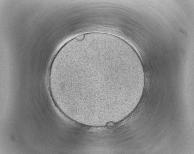 X0000115581531200912221039