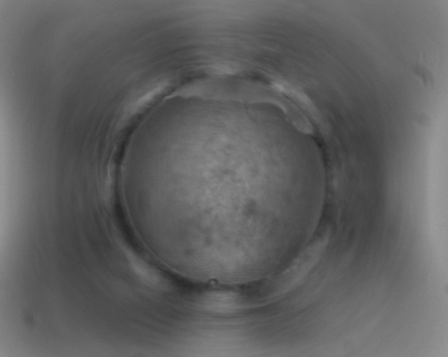 X0000115590066200911101247