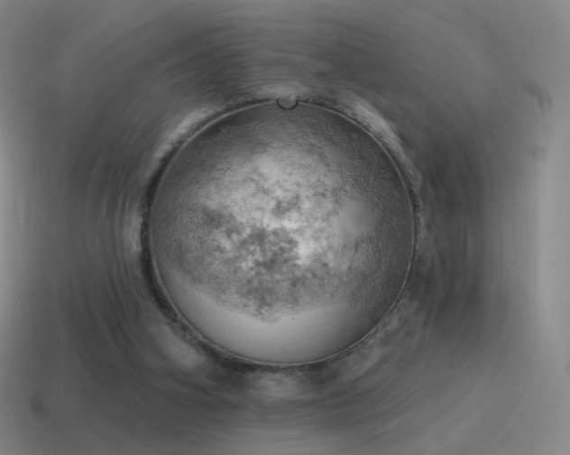 X0000115590106200911101246