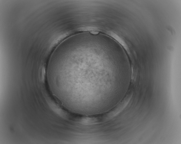 X0000115590109200911101246