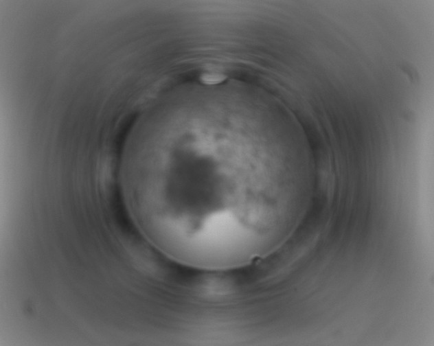 X0000115590275200911101244