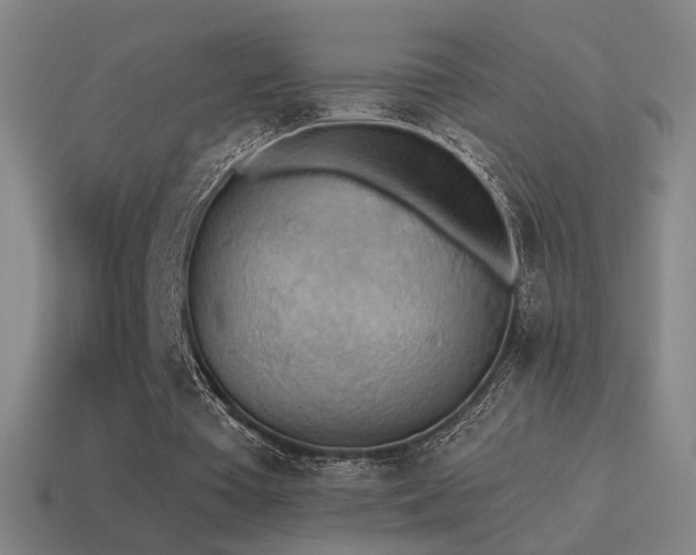 X0000115590385200911101242