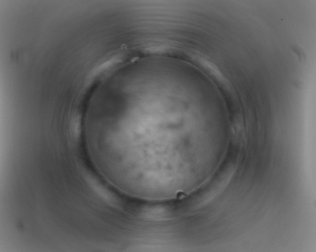 X0000115590454200911101242