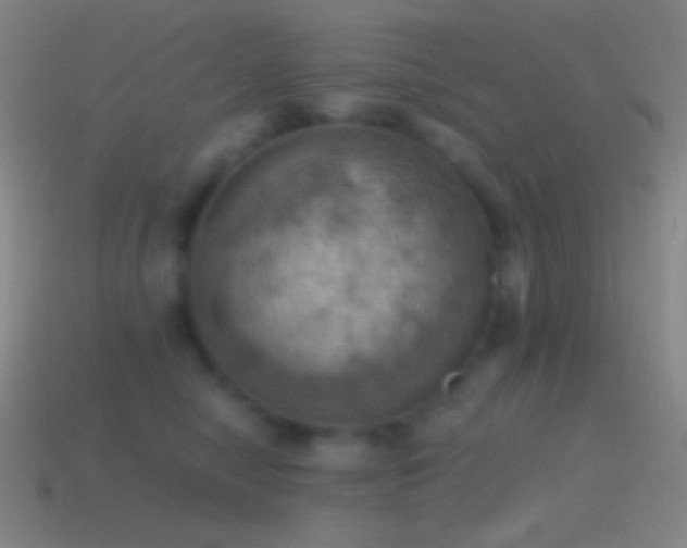 X0000115590470200911101242