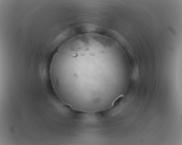 X0000115590524200911101241