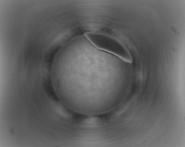 X0000115590609200911101239