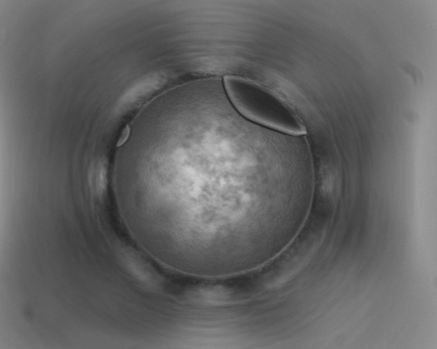 X0000115590685200911101238