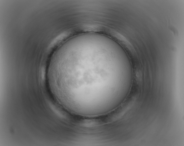 X0000115590686200911101238