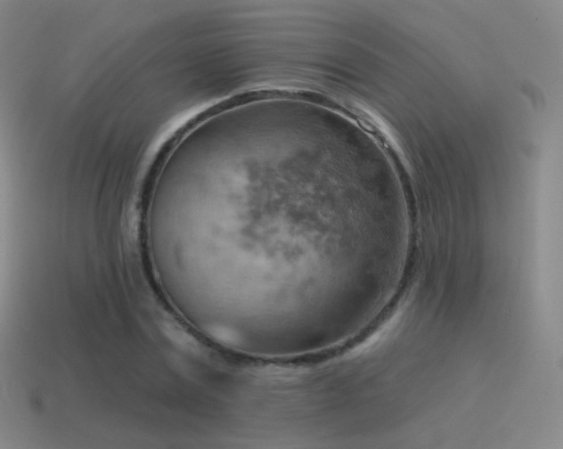 X0000115590779200911101237