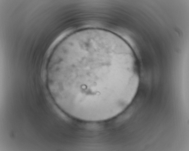 X0000115590807200911101237