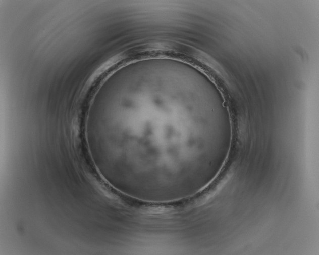 X0000115590826200911101236