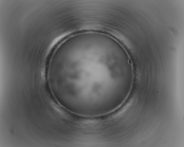 X0000115590830200911101236