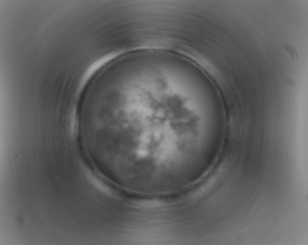 X0000115590838200911101236