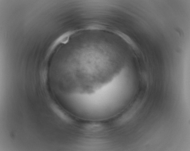 X0000115590846200911101237