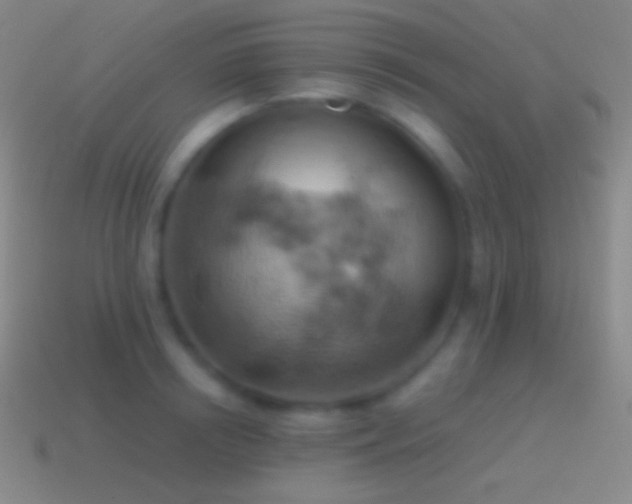 X0000115590850200911101237