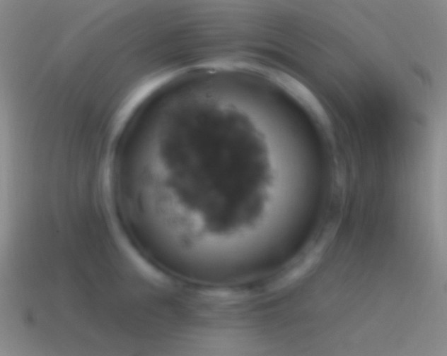 X0000115590855200911101237