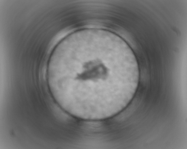 X0000115590856200911101237