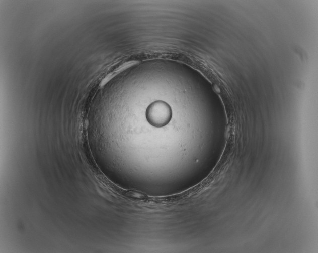 X0000115590868200911101236