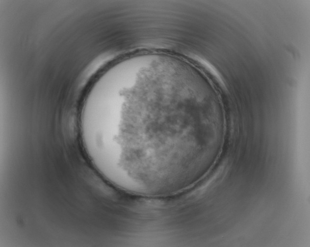 X0000115590878200911101236