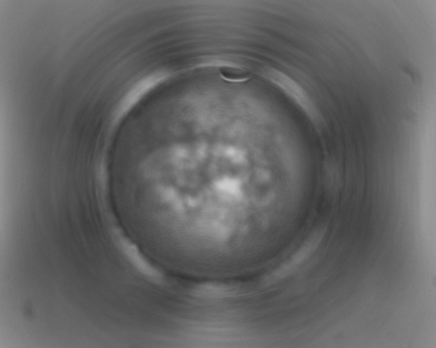 X0000115590898200911101236