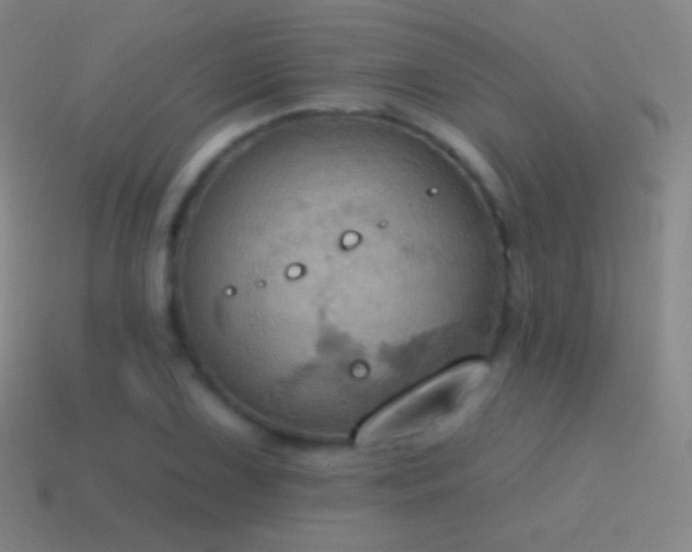 X0000115591075200911101233