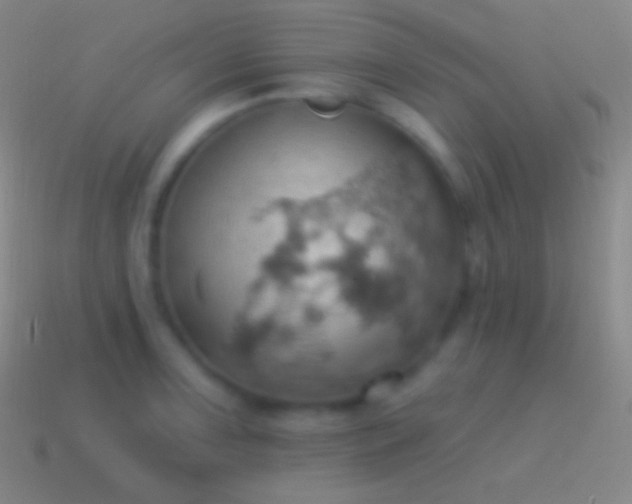 X0000115591091200911101233