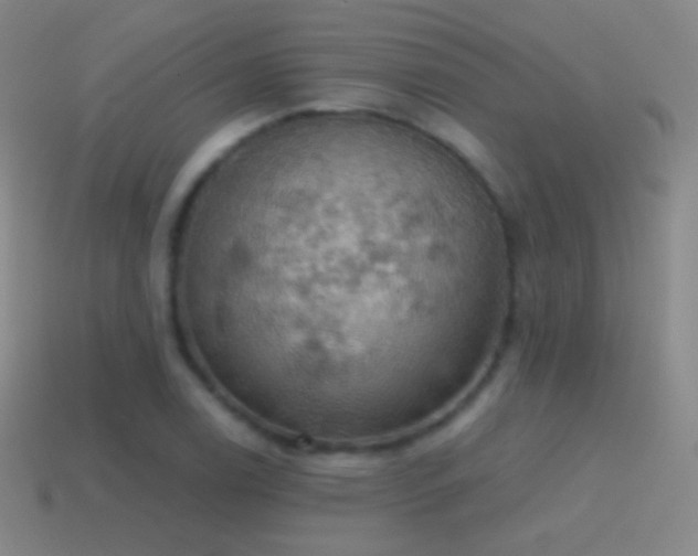 X0000115591122200911101233