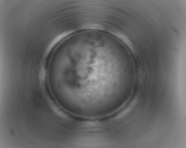 X0000115591125200911101233