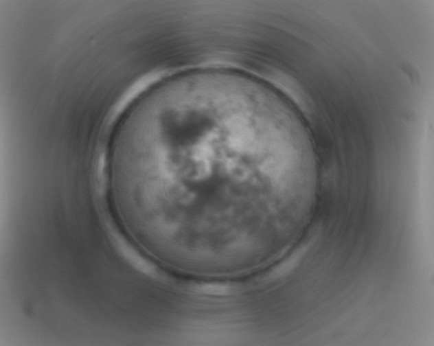 X0000115591126200911101233