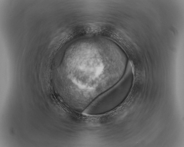 X0000115591153200911101232