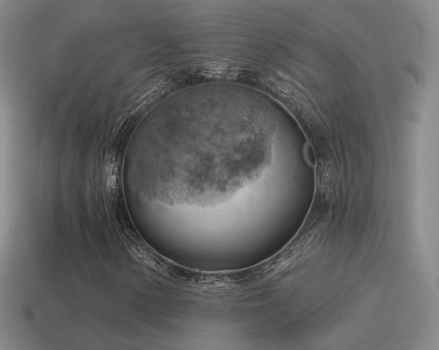 X0000115591154200911101232