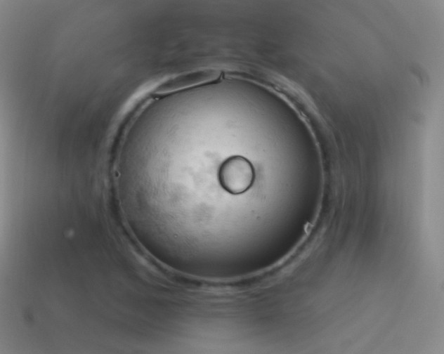 X0000115591168200911101232