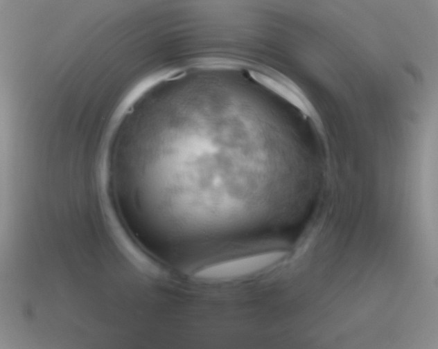 X0000115591195200911101232