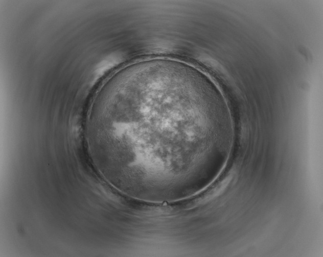 X0000115591210200911101231