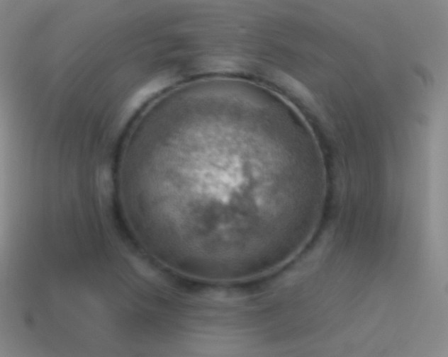 X0000115591218200911101232