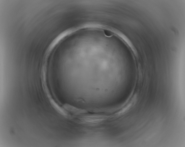 X0000115591245200911101232