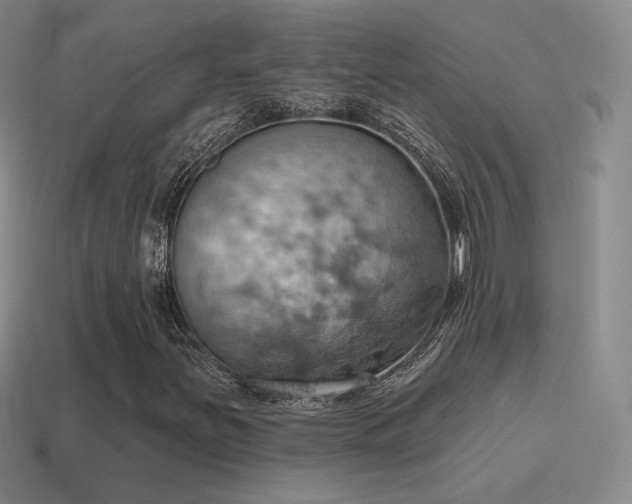 X0000115591251200911101231