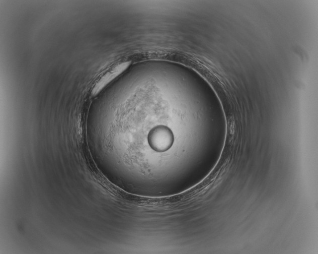 X0000115591252200911101231