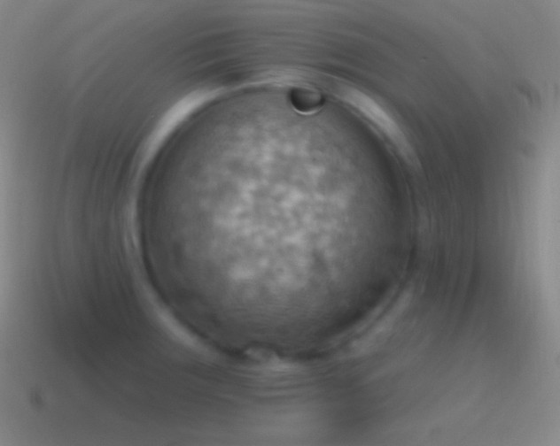 X0000115591283200911101231