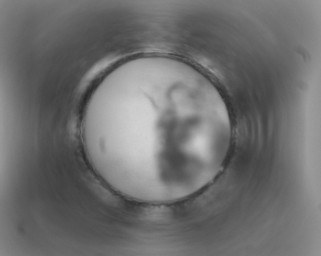 X0000115591454200911101229