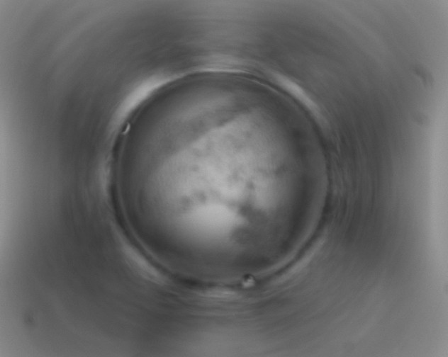 X0000115591463200911101229