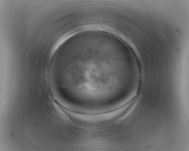 X0000115591529200911101228