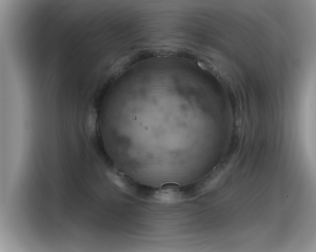X0000115590231200911171036