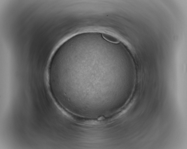 X0000115591517200911171019