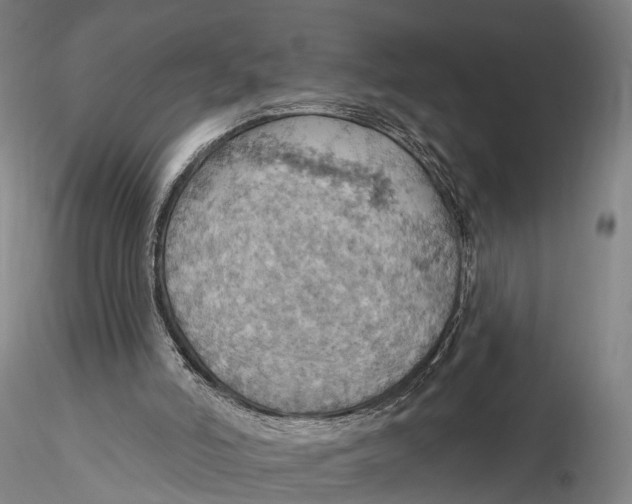X0000115590006200912011514