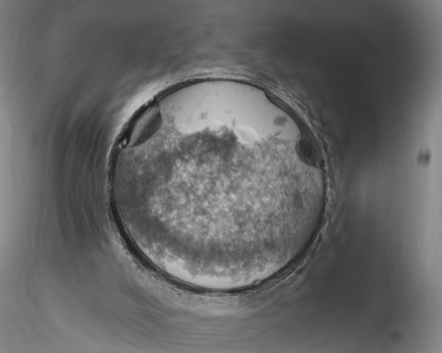 X0000115590008200912011514